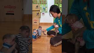 Mom arrange Baby monkey monkeygirl babyanimal [upl. by Acinor360]