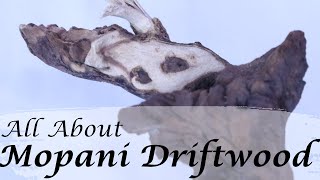 All About Mopani Driftwood  Aquarium Wood [upl. by Dimo355]