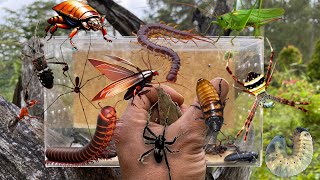 Hunt giant hissing cockroaches‼️catch katydid masked hunter bug centipede millipede spider [upl. by Anerev916]