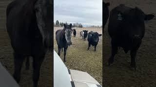 Morning horse and cow care cows horse amimals farm [upl. by Sclar]