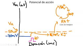 Potencial de acción neuronal [upl. by Adnylg]