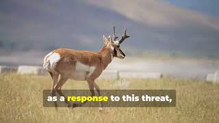 Amazing Pronghorn Facts You Didnt Know unique animals pronghorn habitat nature wildlife [upl. by Jona]