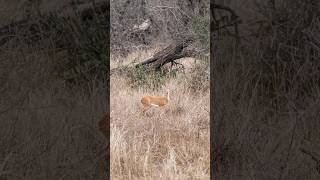 Meet the steenbok 🦌 africananimals wildlife photography [upl. by Ylek]