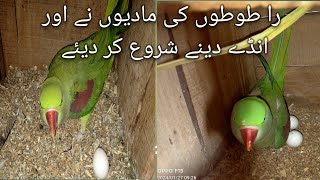 Alexandrine parrots breeding setup Raw parrots nest box checking [upl. by Dualc]