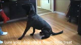 How to Stop Your Dog From Barking at The Door [upl. by Rriocard877]