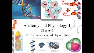 Chapter 2 The Chemical Level of Organization [upl. by Brana849]