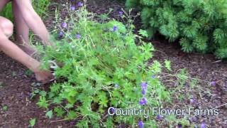 How to Deadhead a Perennial Geranium [upl. by Thisbee]