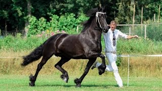 Fokdag Blauwhuis Friesian Horse Uniek fan Goëngamieden [upl. by Kiryt635]