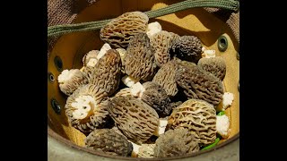 Mysteries of the Morchella 2023 MidSeason Morel Mushroom Utah High Elevation Mountain Canyons [upl. by Jennine643]