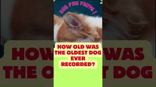 Shocking revelations about dogs that will blow your mind 16 [upl. by Jobey]