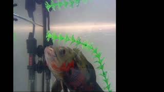 Resulsive behavior of the fish Astronotus ocellatus and the semiaquatic caterpillar Paracles klagesi [upl. by Leroi]