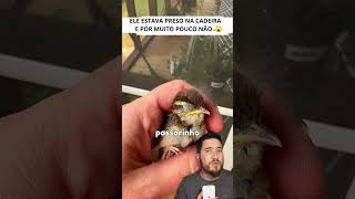 Passarinho Preso na cadeira  animais passaros resgateanimal [upl. by Falconer711]