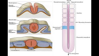 Paraxial mesoderm and Formation of Somitomeres Somites [upl. by Valenka629]