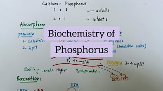 Phosphorus  Sources Functions Absorption Excretion  Biochemistry of Minerals [upl. by Acinom653]