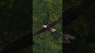 Eagles fight ytshort youtubeshorts wildlife wildlifephotoghraphy naturelovers eaglehunting [upl. by Mccall]