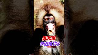 Fakta Unik Gelada Primata Bertaringgelada baboon animals shorts [upl. by Abih]