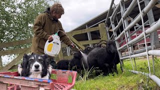 Hectic herding with Kate amp fly treatment for sheep [upl. by Darmit]