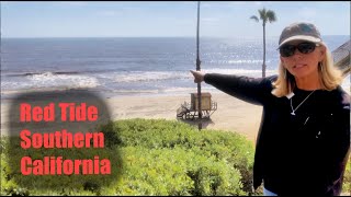 Red Tide in Southern California  Bioluminescence EXPLAINED [upl. by Rinee]