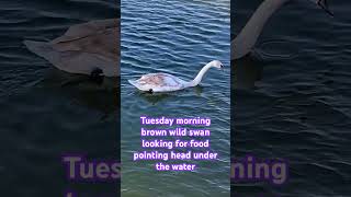 Tuesday morning brown wild Swan  looking for food  pointing head under the water [upl. by Enneirb]