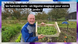 Les haricots verts  un légume magique pour votre jardin [upl. by Alejoa]