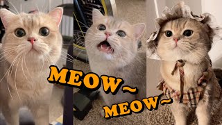 Cute Cat Cashs meow talk COMPILATION 01  meowcash [upl. by Ecydnak]