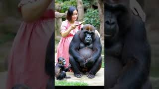 funny a happy family consisting of a European white woman a male gorilla a baby gorilla [upl. by Torosian]