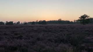 Bloeiende heide [upl. by Cherilyn]