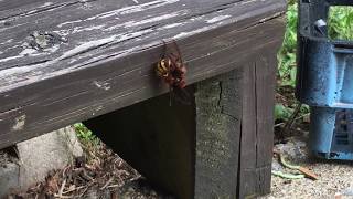 Red Wasp vs European Hornet [upl. by Debbra360]