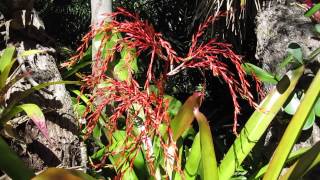 Aechmea blanchetiana bromeliads in landscape with flowers blooms [upl. by Boony810]