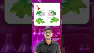 CBSE Class 11 Biology  Plant Kingdom  Bryophyte Liverworts Life Cycle  OneMinute Video [upl. by Anurb491]