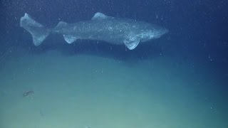 Greenland Shark – world’s longestlived vertebrate known Somniosus microcephalus [upl. by Agretha]