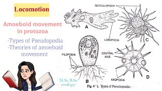 LocomotionAmoeboid movement in protozoaTypes of Pseudopodia Theories of Amoeboid movt MSc BSc [upl. by Eidnahs682]