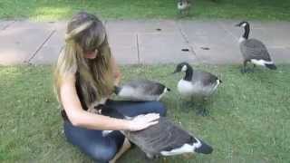 quotGrowing Up Goslingquot  My 6 Months Befriending a Family of Wild Canada Geese amp Goslings [upl. by Atteiram258]