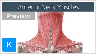 Anterior neck muscles preview  Human Anatomy  Kenhub [upl. by Elleniad]