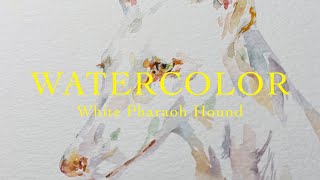 White Pharaoh Hound Watercolor Study [upl. by Leonelle]