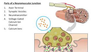 Muscular System The Neuromuscular Junction [upl. by Salbu550]