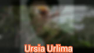 lagu aru ursia urlima yochen amos [upl. by Lodovico]