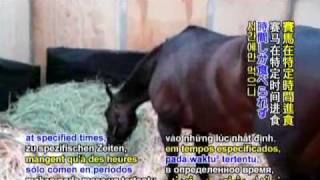 停止虐待动物：让马儿自由的奔驰bStop mistreatment of animals that horse free Benz b [upl. by Arikal238]