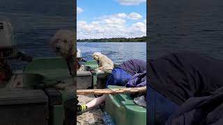 East Grinstead fishing outdoors boat fishing nature dog [upl. by Zetra]