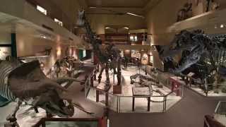 Secrets of the Fossil Hall [upl. by Amle]