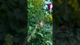 Tiny chirper ✨ asmr hummingbirds allenshummingbird [upl. by Yboc]