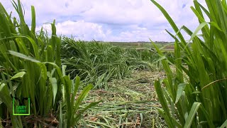 The King of Napier Grass variety  Super Napier Grass Dairy farms  part 1 [upl. by Whyte]