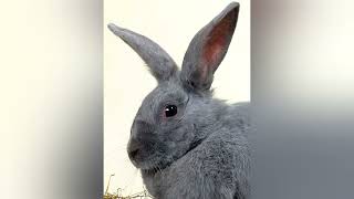 Rabbit Breed Profile  The Beveren Rabbit [upl. by Yoko]