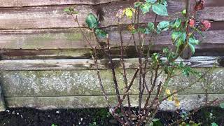 Pruning a Floribunda Rose [upl. by Quartet]