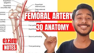 Femoral Artery Anatomy 3D  branch of femoral artery anatomy  femoral artery course anatomy [upl. by Nohshan754]