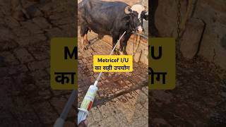 Metricef IU से भैंस मे Endometritis  Repeat breeding leucorrhoea का बेहतरीन इलाज । [upl. by Kuster260]