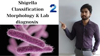 SHIGELLA  Classification  Morphology and Lab Diagnosis part 2 By Abhishek sir [upl. by Eudosia]