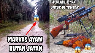 🔴LUAR BIASA‼️ BERBURU AYAM HUTAN SAWIT YANG SUPER JINAK [upl. by Eleinad26]