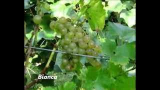 Uhudler und Weinsorten in der Steiermark Grape Varieties in Austria [upl. by Icken871]