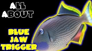 All About The Blue Jaw Triggerfish or Blue Throat Triggerfish [upl. by Elfont]